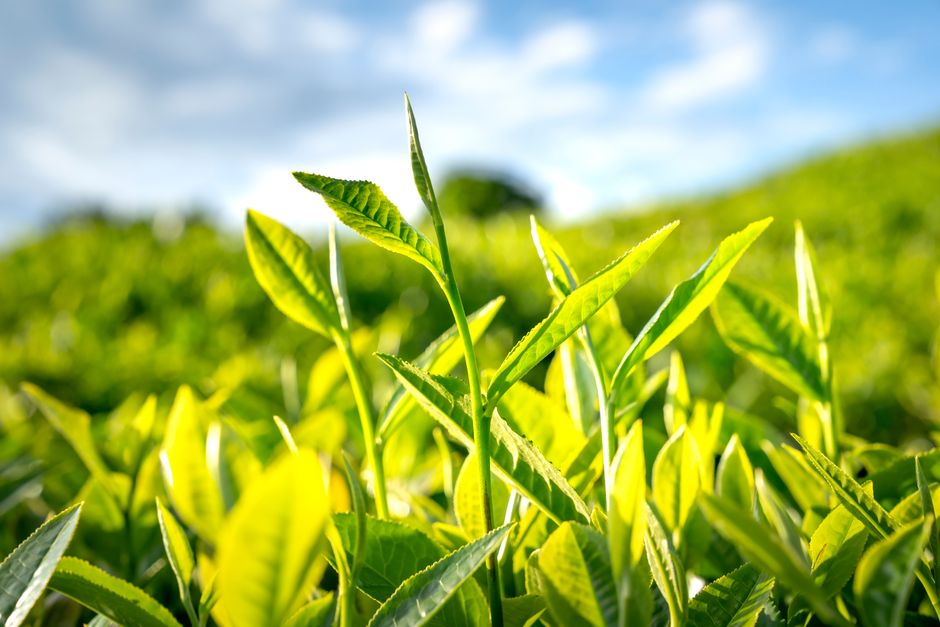 A Step-by-Step Look at Hydration, Breath And The Overlooked Basics, Without the Hype