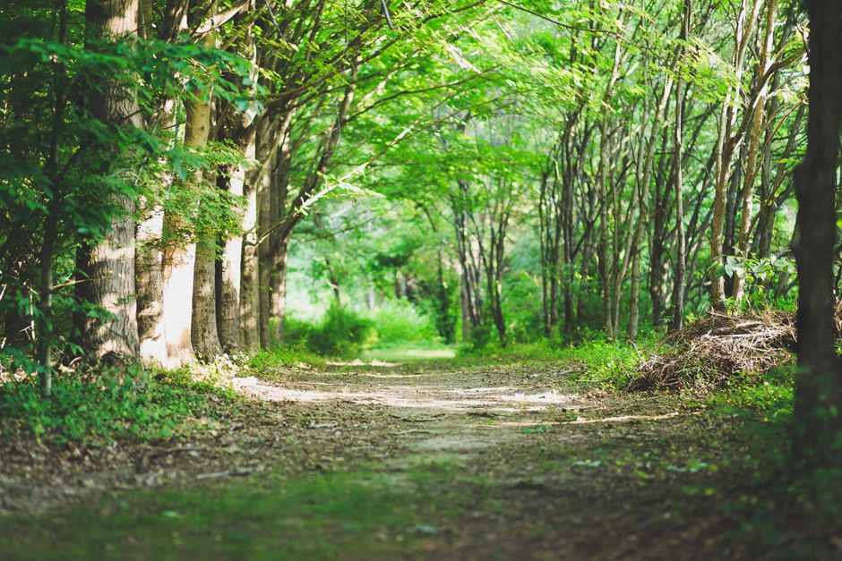 How The Pleasure Principle In Healthy Living Fits a Real Routine, One Step at a Time