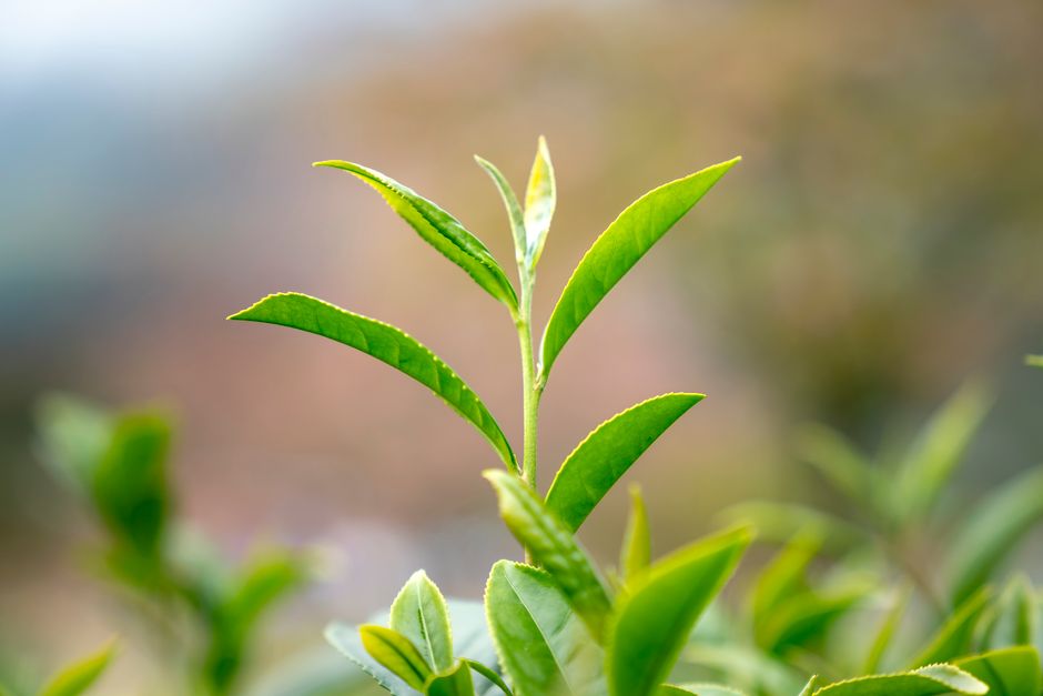 One Week of Focusing on Gut Health Beyond The Marketing, the Honest Way