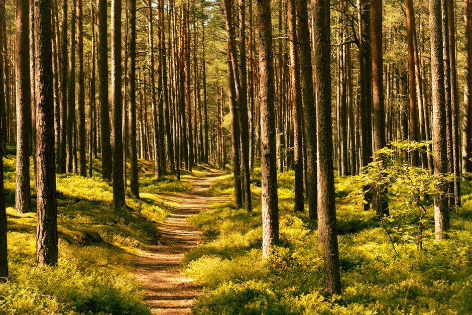 Walking: The Most Underrated Exercise Without the Guesswork, Made Simple