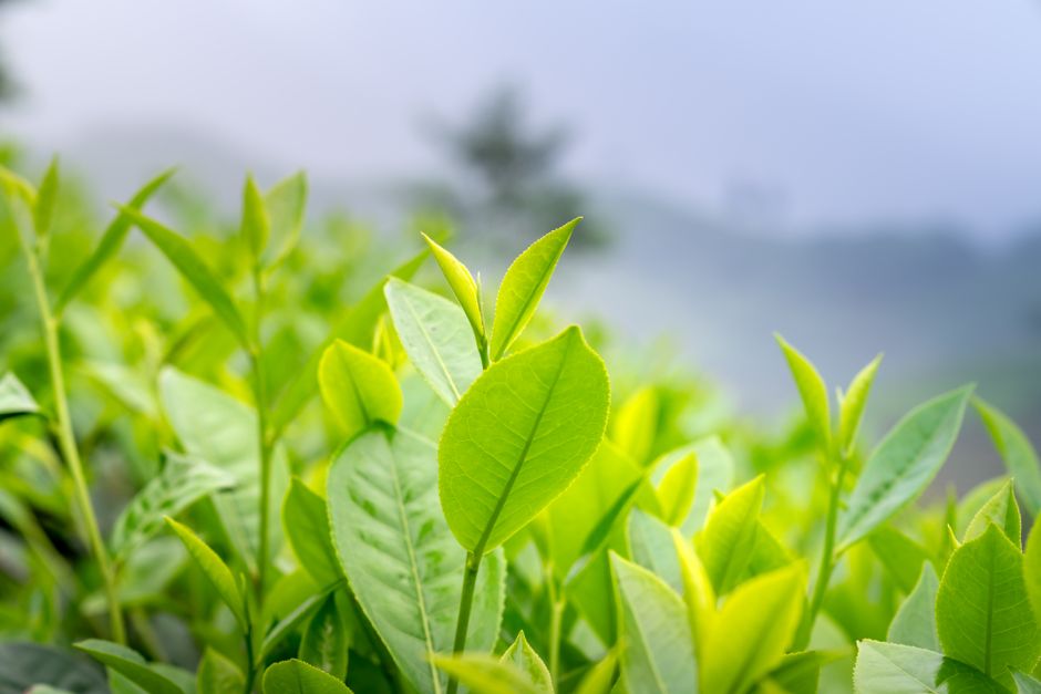 Where to Begin With Hydration, Breath And The Overlooked Basics, Minus the Overwhelm
